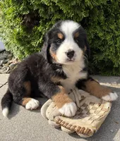Bailey , a female Bernese Mountain Dog for sale in Middlebury, IN – 1 of 4