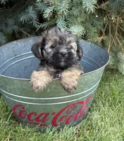 Lacey , a female Shorkie for sale in Middlebury, IN – 3 of 5