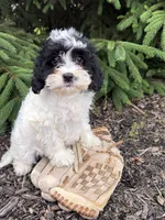 Chloe, a female Miniature Bernedoodle and Miniature Goldendoodle for sale in Middlebury, IN – 4 of 5