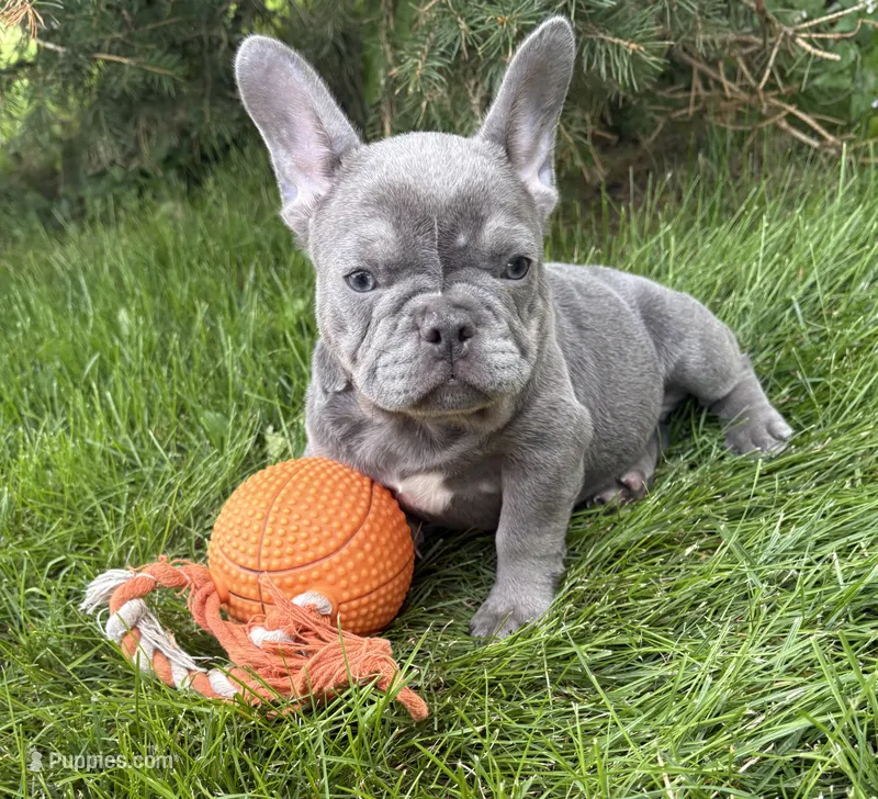 Cici – French Bulldog puppy for sale in Middlebury, IN