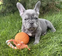 Cici, a female French Bulldog for sale in Middlebury, IN – 1 of 4