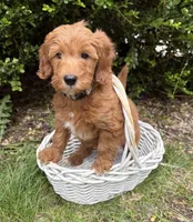 Athena, a female Miniature Goldendoodle for sale in Middlebury, IN – 3 of 4