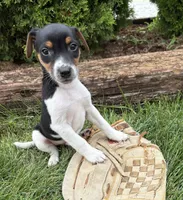 Stetson , a male Jack Russell Terrier and Rat Terrier for sale in Middlebury, IN – 2 of 4