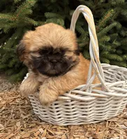 Jackson, a male Shih Tzu for sale in Middlebury, IN – 1 of 4