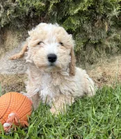 Jack, a male Bichpoo for sale in Middlebury, IN – 2 of 4