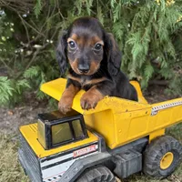 Boaz, a male Miniature Dachshund for sale in Middlebury, IN – 4 of 5