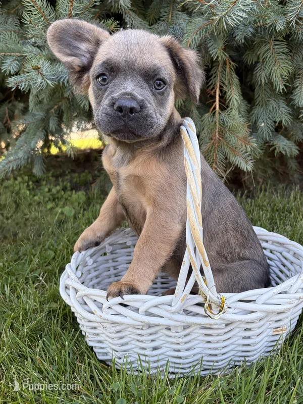Dakota fluffy – French Bulldog puppy for sale in Middlebury, IN