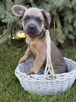 Dakota fluffy, a female French Bulldog for sale in Middlebury, IN – 1 of 4