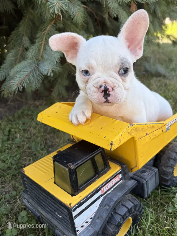 Louie – French Bulldog puppy for sale in Middlebury, IN