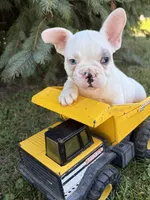 Louie, a male French Bulldog for sale in Middlebury, IN – 1 of 5