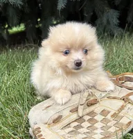 Foxy, a female Pomeranian for sale in Middlebury, IN – 4 of 4