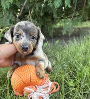 Cici, a female Dachshund for sale in Middlebury, IN – 5 of 6
