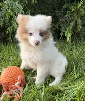 Oliver, a male Pomeranian for sale in Middlebury, IN – 2 of 5