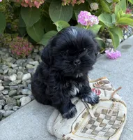 Kohl, a male Shih Tzu for sale in Middlebury, IN – 5 of 5