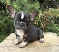 Kitkat, a female French Bulldog for sale in Middlebury, IN – 1 of 4