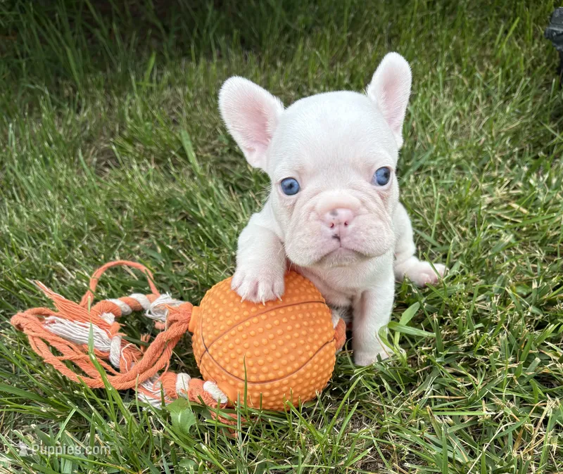 Dallas  – French Bulldog puppy for sale in Middlebury, IN