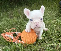 Dallas , a male French Bulldog for sale in Middlebury, IN – 1 of 5