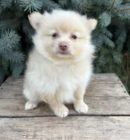 Piper, a female Pomeranian for sale in Middlebury, IN – 4 of 4