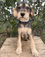 Theodore, a male Schnoodle for sale in Middlebury, IN – 4 of 4