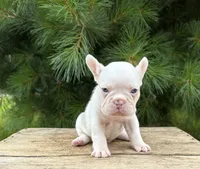 Dallas , a male French Bulldog for sale in Middlebury, IN – 2 of 5