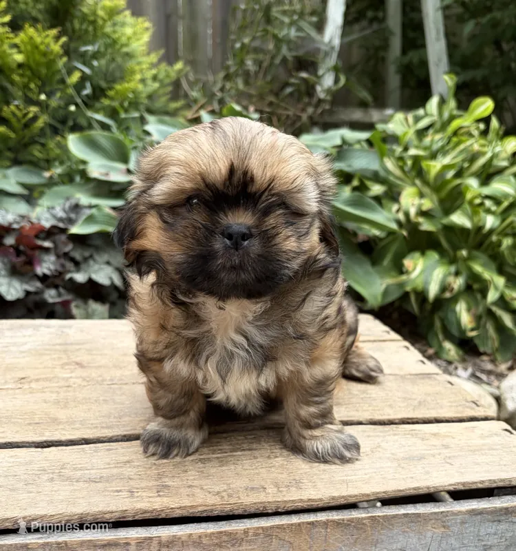 Casi – Shih Tzu puppy for sale in Middlebury, IN
