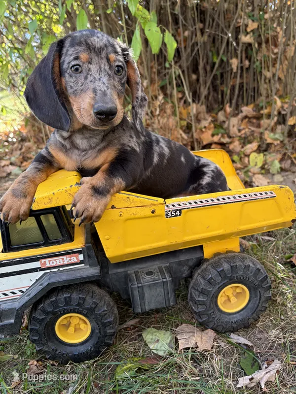 Theo – Dachshund puppy for sale in Middlebury, IN