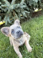 Doc fluffy, a male French Bulldog for sale in Middlebury, IN – 2 of 5