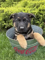 Sully, a male German Shepherd Dog for sale in Middlebury, IN – Photo 4 of 4