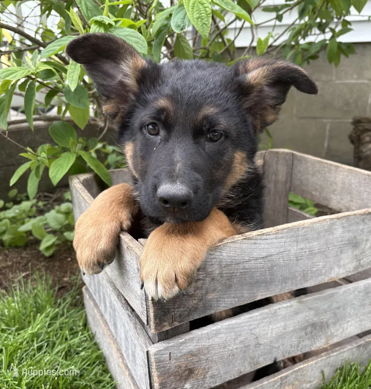 Sully – German Shepherd Dog puppy for sale in Middlebury, IN
