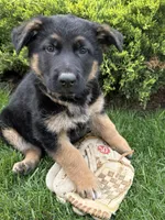 Sully, a male German Shepherd Dog for sale in Middlebury, IN – Photo 2 of 4