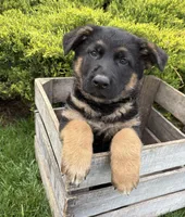 Sully, a male German Shepherd Dog for sale in Middlebury, IN – Photo 3 of 4