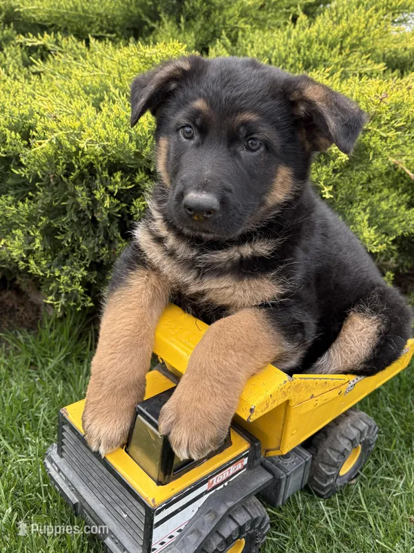 Sully – German Shepherd Dog puppy for sale in Middlebury, IN