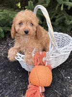 Rosie, a female Cavapoo for sale in Middlebury, IN – 4 of 4