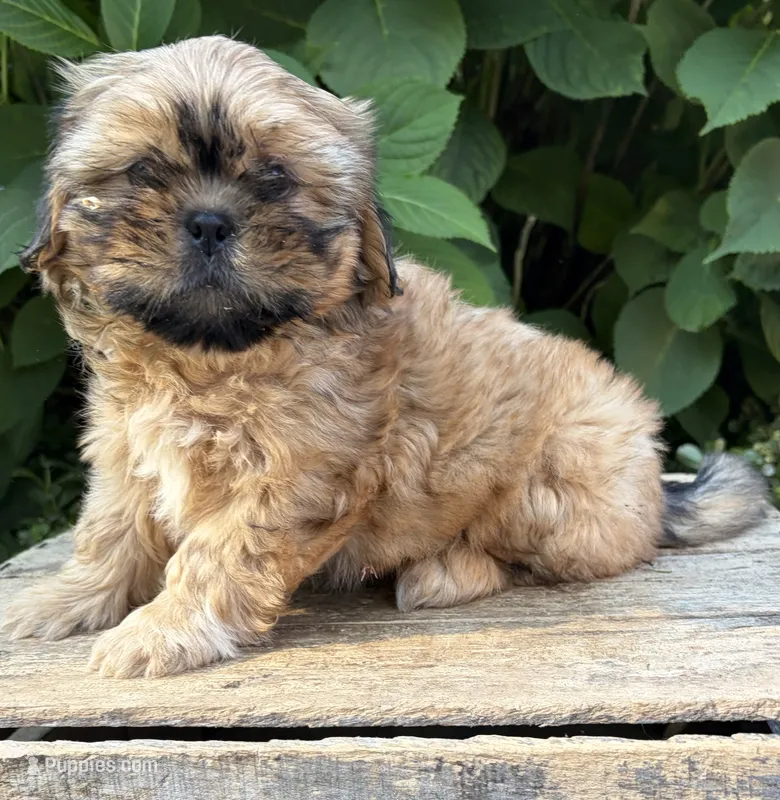 Carrli – Shih Tzu puppy for sale in Middlebury, IN