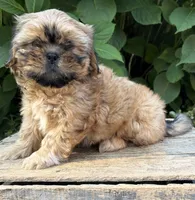 Carrli, a female Shih Tzu for sale in Middlebury, IN – 1 of 5