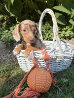 Finn, a male Dachshund for sale in Middlebury, IN – 5 of 5