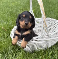 Rune, a male Dachshund for sale in Middlebury, IN – 2 of 4
