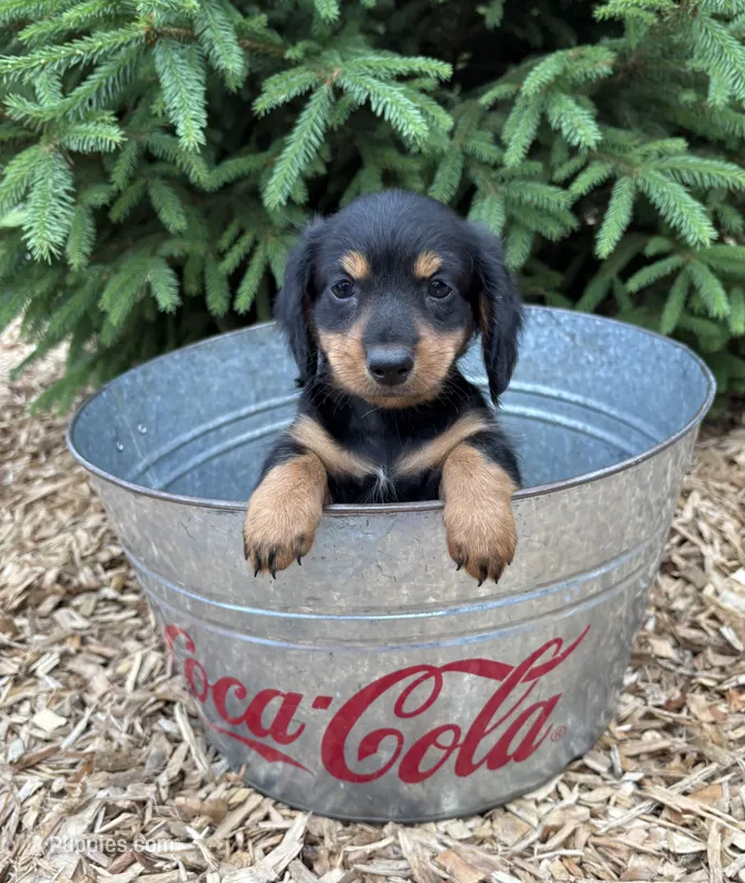 Rune – Dachshund puppy for sale in Middlebury, IN