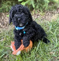 Austin, a male Havapoo for sale in Middlebury, IN – 1 of 4