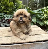 Calli, a female Shih Tzu for sale in Middlebury, IN – 5 of 5
