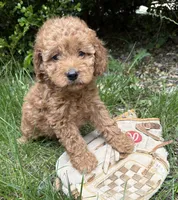 Zayla, a female Cockapoo for sale in Middlebury, IN – 4 of 4