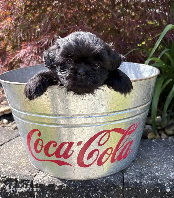 Lilah – Shih Tzu puppy for sale in Middlebury, IN