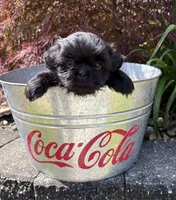 Lilah, a female Shih Tzu for sale in Middlebury, IN – 1 of 4