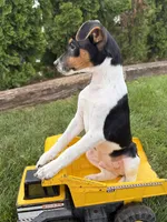 Stetson , a male Jack Russell Terrier and Rat Terrier for sale in Middlebury, IN – 5 of 5