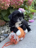 Kiki, a female Shih Tzu for sale in Middlebury, IN – 3 of 4