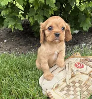 Calihan, a male Cavalier King Charles Spaniel for sale in Middlebury, IN – 4 of 4