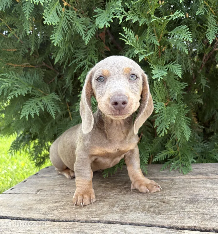 Boone – Miniature Dachshund puppy for sale in Middlebury, IN