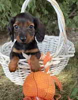 Boaz, a male Miniature Dachshund for sale in Middlebury, IN – 2 of 5