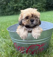 Juniper , a female Shih Tzu for sale in Middlebury, IN – 3 of 5