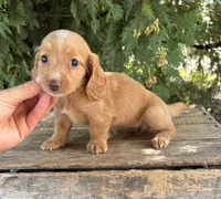 Honey, a female Miniature Dachshund for sale in Middlebury, IN – 3 of 4